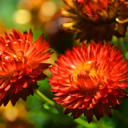 Slaměnka červená - Helichrysum bracteatum - prodej semen - 500 ks