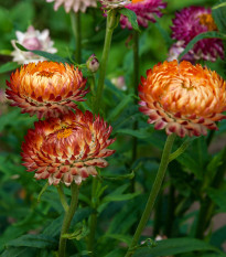 Slaměnka bronzová - Helichrysum bracteatum - prodej semen - 500 ks