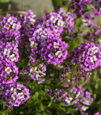 Tařicovka přímořská fialová Královna - Alyssum maritimum - prodej semen - 1 g