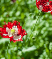 Mák setý Danish Flag - Papaver somniferum - prodej semen - 150 ks