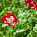 Mák setý Danish Flag - Papaver somniferum - prodej semen - 150 ks