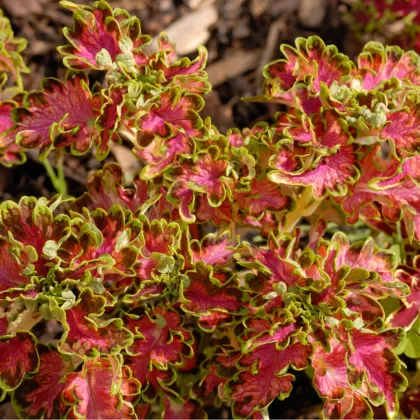 Africká kopřiva Colocha Scarlet - Coleus blumei - prodej semen - 30 ks