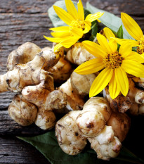 Topinambur červený Violet de rennes - Helianthus tuberosus - prodej prostokořenných sazenic - 1 ks