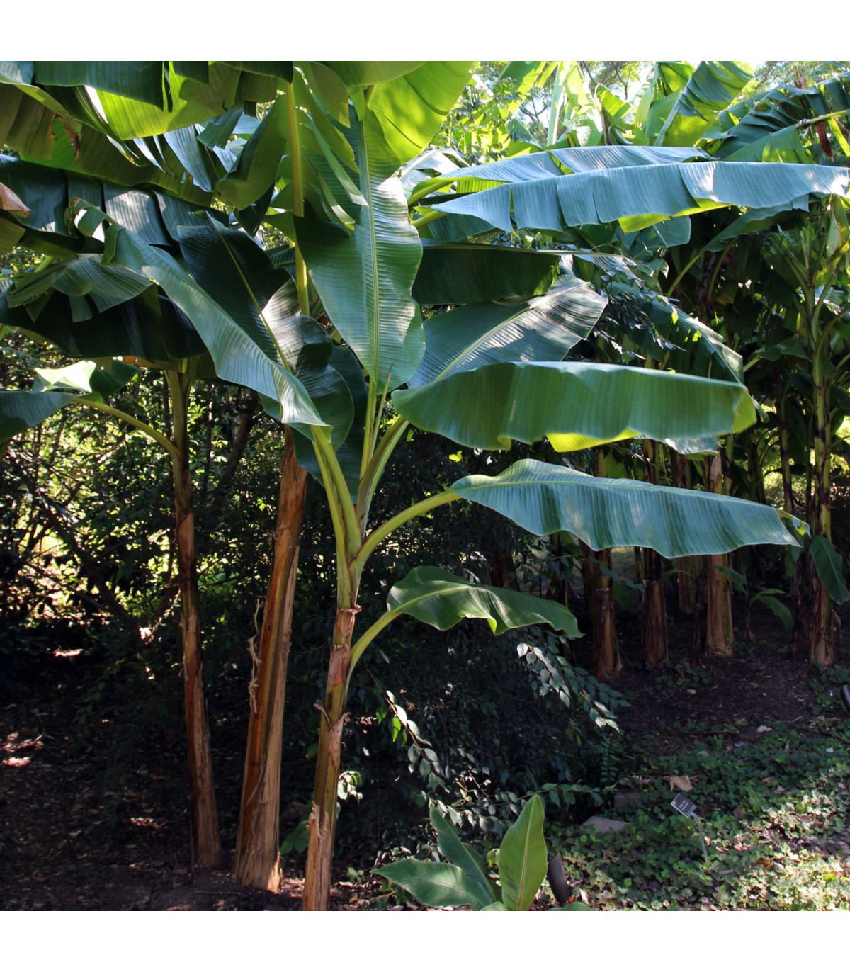 Banánovník Sikkism - Musa sikkimensis - prodej semen - 3 ks