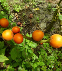 Solanum sessiliflorum - Solanum sessiliflorum - prodej semen - 10 ks