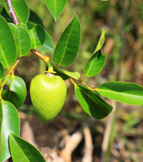 Annona glabra - Láhevník - Annona glabra - prodej semen - 5 ks