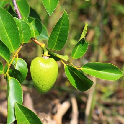 Annona glabra - Láhevník - Annona glabra - prodej semen - 5 ks