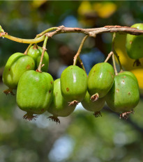 Minikiwi - Actinidia arguta - prodej semen - 5 ks