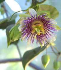 Mučenka pruhovaná sladká - Passiflora ligularis - prodej semen - 4 ks