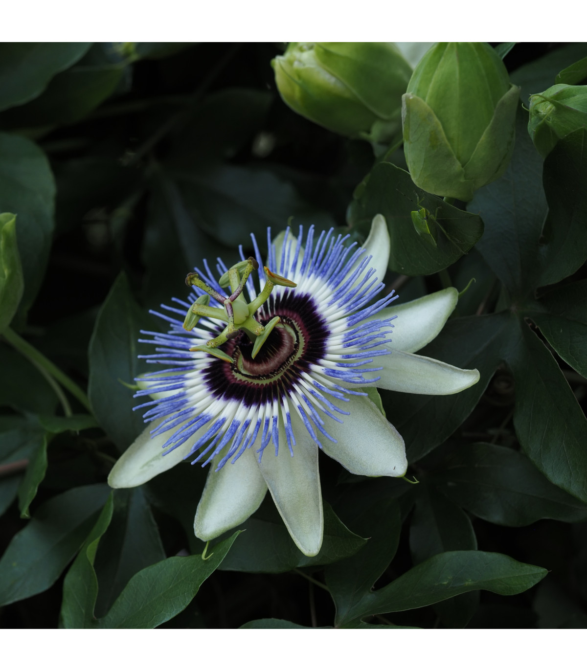 Mučenka modrá - Passiflora caerulea - prodej semen - 5 ks