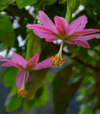 Mučenka banánová - Passiflora mollissima - prodej semen - 5 ks