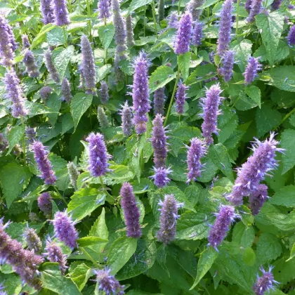 Agastache korejská Seoul - Agastache rugosa - prodej semen - 20 ks