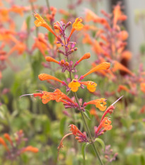 Agastache Apricot Sprite - Agastache aurantiaca - semena agastache - 20 ks