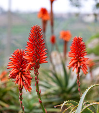 Aloe stromovitá - Aloe arborescens - prodej semen - 6 ks