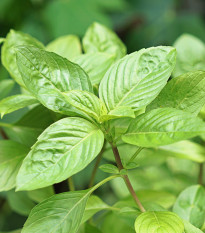 Bazalka thajská - Ocimum basilicum var. thyrsiflora - prodej semen - 50 ks