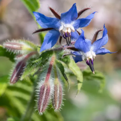 Brutnák lékařský modrý - Borago officinalis - prodej semen - 20 ks