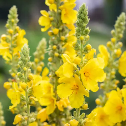 Divizna velkokvětá - Verbascum densiflorum - prodej semen - 300 ks