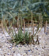 Jitrocel Minutina - Plantago coronopus - prodej semen - 500 ks