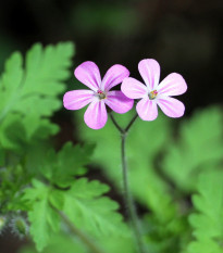 Kakost smrdutý - Geranium robertianum - prodej semen - 10 ks