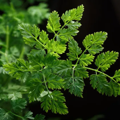 BIO Kerblík setý Fijne Krul - Anthriscus cerefolium crispum - prodej bio semen - 400 ks