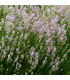 Levandule lékařská růžová SPECIÁL - Lavandula angustifolia - prodej semen - 15 ks