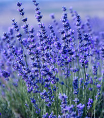 Levandule lékařská Provence Blue - Lavandula angustifolia - prodej semen - 15 ks