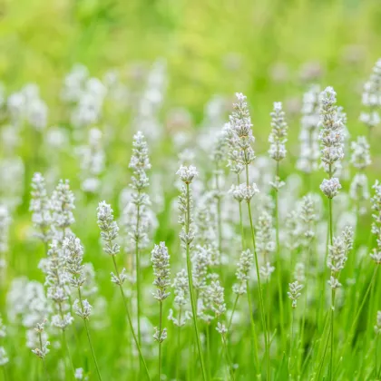 Levandule lékařská Ellegance Snow - Lavandula angustifolia - prodej semen - 15 ks