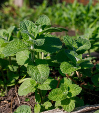 Máta jablečná - Mentha rotundifolia - prodej semen - 25 ks