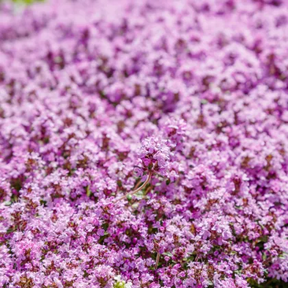 Mateřídouška - Thymus serpyllum - prodej semen - 500 ks