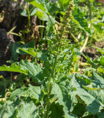 Merlík všedobr - Chenopodium henricus - prodej semen - 200 ks