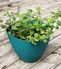 Oregano řecké - Origanum hirtum - prodej semen - 0,03 g