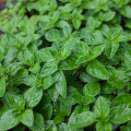 Oregano Paula - Origanum vulgare - prodej semen - 150 ks