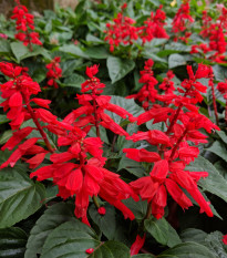 Šalvěj zářivá Johannisfeuer - Salvia splendens - prodej semen - 15 ks