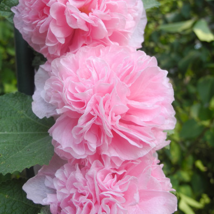Topolovka Chaters růžová - Alcea rosea - prodej semen - 7 ks