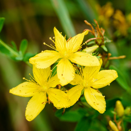 Třezalka tečkovaná - Hypericum perforatum - prodej semen - 0,08 g