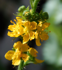 Řepík lékařský - Agrimonia eupatoria - prodej semen - 20 ks