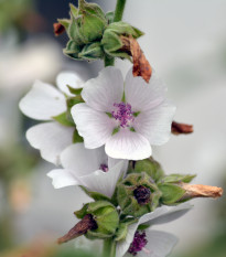 Proskurník lékařský - Althaea officinalis - prodej semen - 18 ks