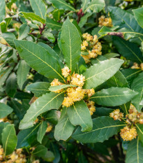 Vavřín vznešený - Laurus nobilis - prodej semen - 5 ks