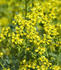 Routa vonná - Ruta graveolens - prodej semen - 10 ks