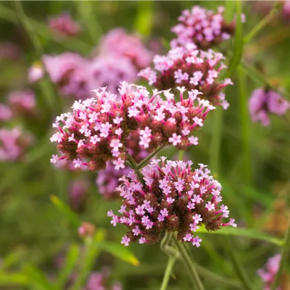 Sporýš lékařský - Verbena officinalis - prodej semen - 200 ks