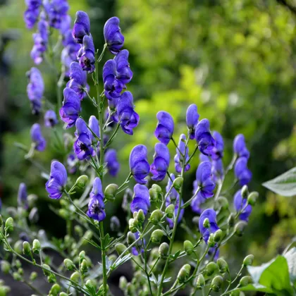 Oměj horský - Aconitum napellus - prodej semen - 8 ks