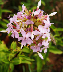 Mydlice lékařská - Saponaria officinalis - prodej semen - 15 ks