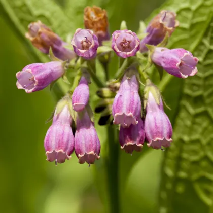 Kostival lékařský - Symphytum officinale - prodej semen - 5 ks