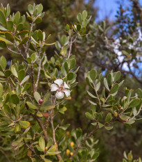 Woolly Tea Tree - Leptospermum lanigerum - prodej semen - 20 ks