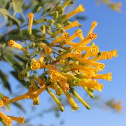 Tabák glauca - Nicotiana glauca - prodej semen - 20 ks