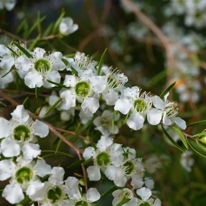 Tea tree - Leptospermum rotundifolium - prodej semen - 30 ks