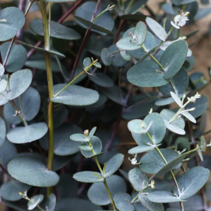 Eukalyptus guni - Eucalyptus gunnii - prodej semen - 10 ks