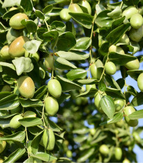 Jojoba Zimostráz - Simmondsia chinensis - prodej semen - 6 ks