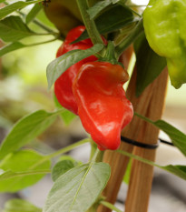 Chilli Jamaican Hot Red - Capsicum annuum - prodej semen - 6 ks