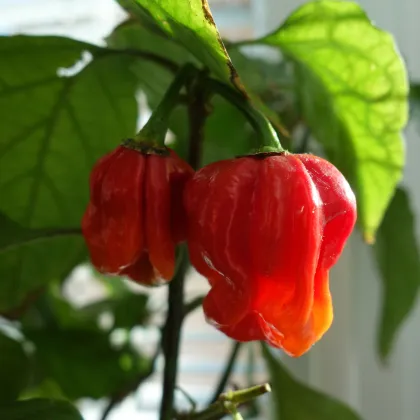 Chilli Trinidad Scorpion Moruga - Capsicum chinense - prodej semen - 5 ks